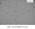 HCT116/4008#13 rho-0 Cells | Applied Biological Materials (abm)
