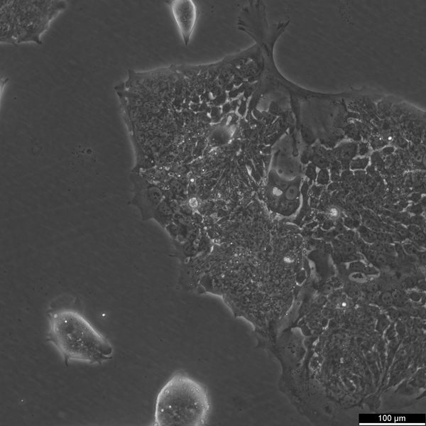 T84 cell