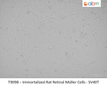 Immortalized Rat Retinal Müller Cells - SV40T | Applied Biological Materials (abm)