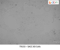 SACC-83 Cells | Applied Biological Materials (abm)