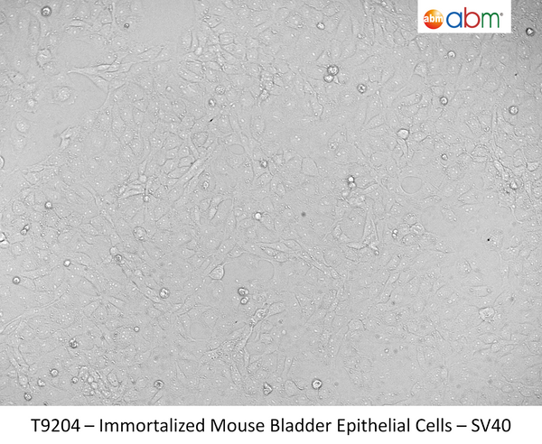 Immortalized Mouse Bladder Epithelial Cells - SV40 | Applied Biological Materials (abm)