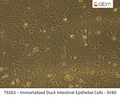Immortalized Duck Intestinal Epithelial Cells - SV40 | Applied Biological Materials (abm)