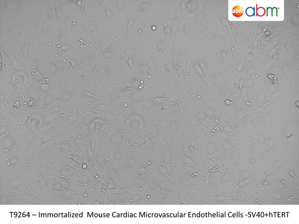 Immortalized Mouse Cardiac Microvascular Endothelial Cells - SV40 + hTERT | Applied Biological Materials (abm)