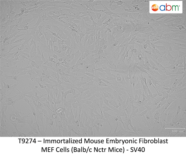Immortalized Mouse Embryonic Fibroblast MEF Cells (Balb/c Nctr Mice) - SV40 | Applied Biological Materials (abm)