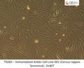 Immortalized Antler Cell Line 001 (Cervus nippon Temminck) -SV40T | Applied Biological Materials (abm)