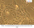 Immortalized Maxillary Sinus Mucosal Mesenchymal Stem Cells - SV40 | Applied Biological Materials (abm)
