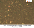 Immortalized NFR<sup>-/-</sup> C57/B6J Mouse Fibroblasts - SV40T | Applied Biological Materials (abm)