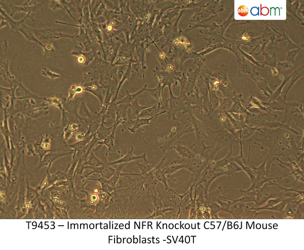 Immortalized NFR<sup>-/-</sup> C57/B6J Mouse Fibroblasts - SV40T | Applied Biological Materials (abm)