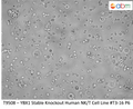 YBX1 Knockout Human NK/T Stable Cell Line-T3-16 | Applied Biological Materials (abm)