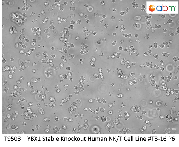 YBX1 Knockout Human NK/T Stable Cell Line-T3-16 | Applied Biological Materials (abm)