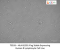 HLA-B1301-Flag Stable Expressing Human B Lymphocyte Cell Line | Applied Biological Materials (abm)