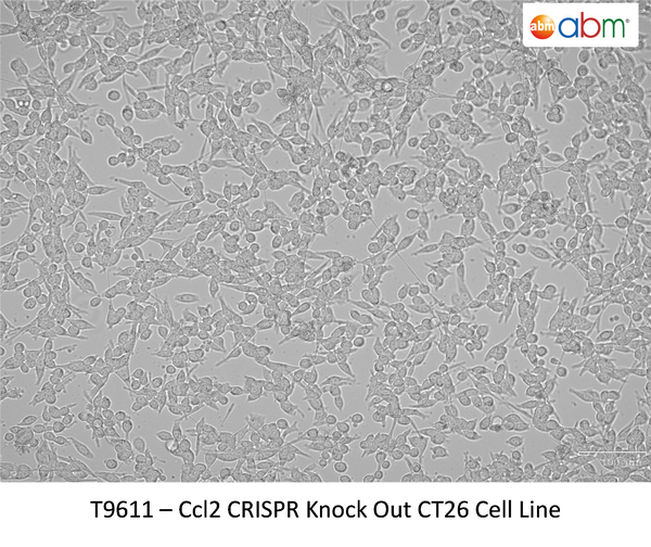 CCL2 CRISPR Knockout CT26 Stable Cell Line | Applied Biological Materials (abm)