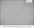CD276 Stable Expressing CT26 Cell Line - Clone #25 | Applied Biological Materials (abm)