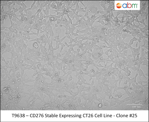CD276 Stable Expressing CT26 Cell Line - Clone #25 | Applied Biological Materials (abm)