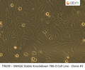SNHG6 Stable Knockdown 786-O Cell Line - Clone #3 | Applied Biological Materials (abm)