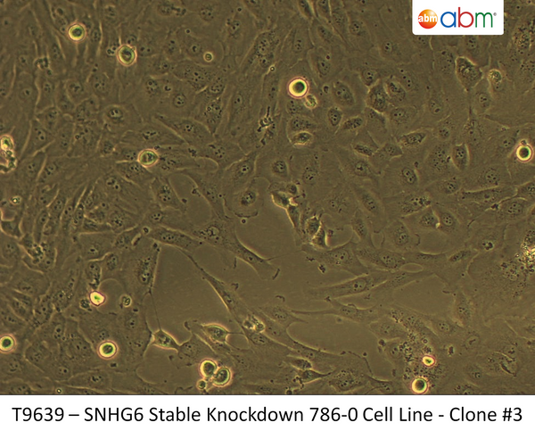 SNHG6 Stable Knockdown 786-O Cell Line - Clone #3 | Applied Biological Materials (abm)