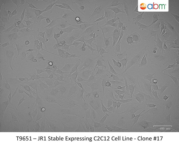 JR1 Stable Expressing C2C12 Cell Line -  Clone #17 | Applied Biological Materials (abm)