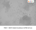 FLNC CRISPR Knockout A2780 Stable Cell Line | Applied Biological Materials (abm)
