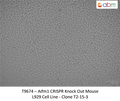 AIFM1 CRISPR Knockout L929 Stable Cell Line - Clone T2-15-3 | Applied Biological Materials (abm)