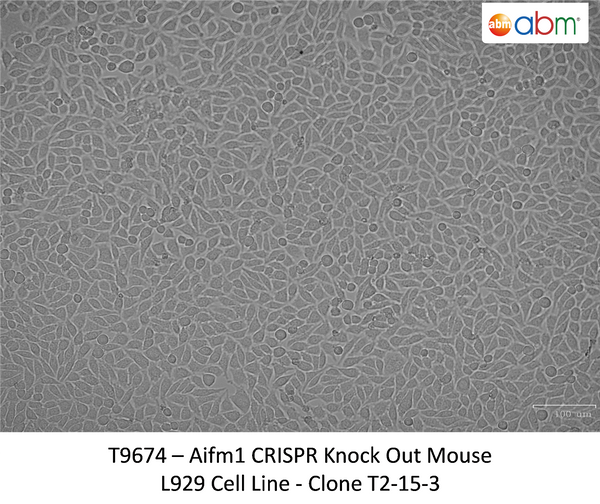 AIFM1 CRISPR Knockout L929 Stable Cell Line - Clone T2-15-3 | Applied Biological Materials (abm)