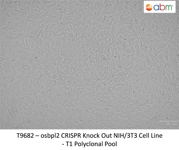 OSBPL2 CRISPR Knockout NIH/3T3 Stable Cell Line | Applied Biological Materials (abm)