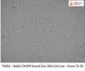 ALDH2 CRISPR Knockout L929 Stable Cell Line -T3-20 | Applied Biological Materials (abm)