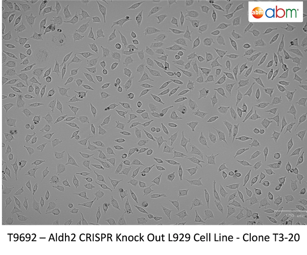 ALDH2 CRISPR Knockout L929 Stable Cell Line -T3-20 | Applied Biological Materials (abm)