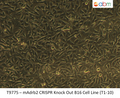 ADRB2 CRISPR Knockout B16 Stable Cell Line-T1-10 | Applied Biological Materials (abm)