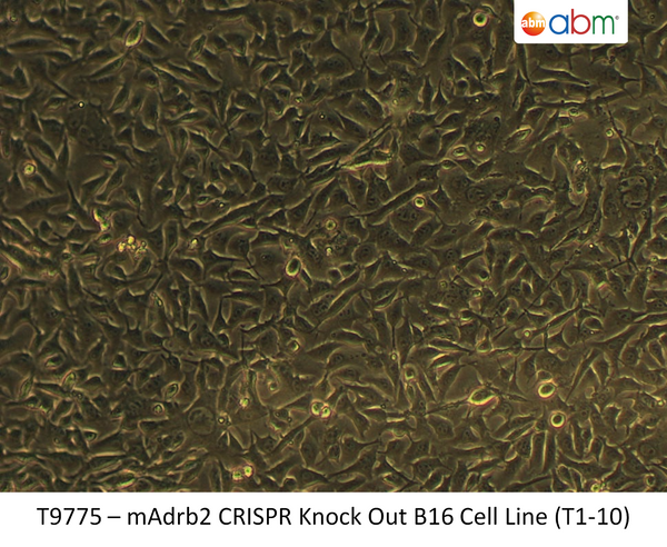 ADRB2 CRISPR Knockout B16 Stable Cell Line-T1-10 | Applied Biological Materials (abm)