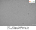 GFP Expressing SACC-LM Stable Cell Line | Applied Biological Materials (abm)