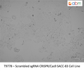Scrambled (spCas9) Negative Control SACC-83 Cell Line | Applied Biological Materials (abm)