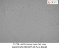GFP Expressing LOVO Stable Cell Line | Applied Biological Materials (abm)