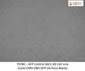GFP Expressing SACC-83 Stable Cell Line | Applied Biological Materials (abm)