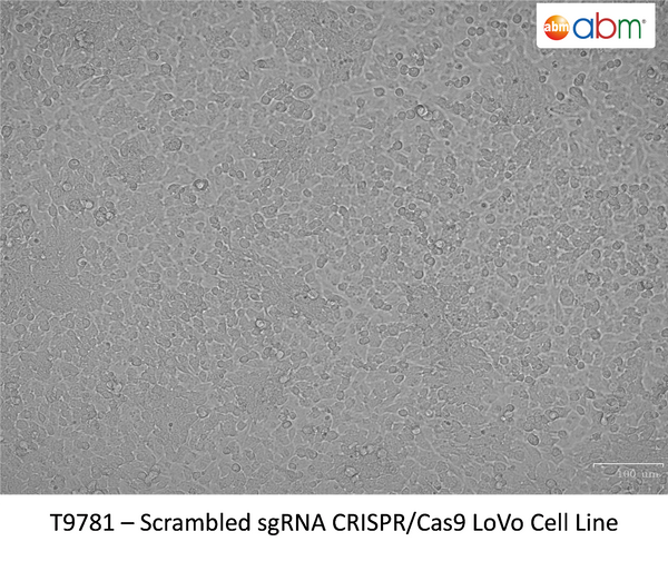 Scrambled (spCas9) Negative Control LoVo Cell Line | Applied Biological Materials (abm)