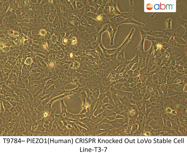 PIEZO1 CRISPR Knockout LOVO Stable Cell Line-T3-7 | Applied Biological Materials (abm)