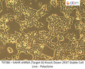 hAHR shRNA (Target A) Knock Down 293T Stable Cell Line - Polyclone | Applied Biological Materials (abm)