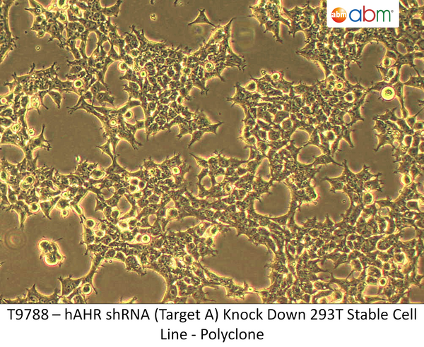 hAHR shRNA (Target A) Knock Down 293T Stable Cell Line - Polyclone | Applied Biological Materials (abm)