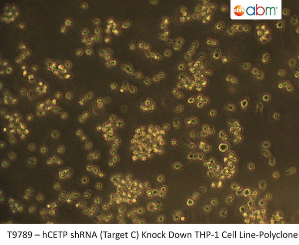 hCETP shRNA (Target C) Knock Down THP-1 Cell Line-Polyclone | Applied Biological Materials (abm)