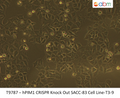 PIM1 CRISPR Knockout SACC-LM Stable Cell Line-T3-9 | Applied Biological Materials (abm)