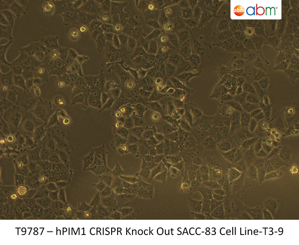PIM1 CRISPR Knockout SACC-LM Stable Cell Line-T3-9 | Applied Biological Materials (abm)