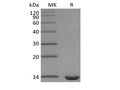 Recombinant Mouse Leptin – Figure 1 of 3
