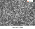 EO771 Cells | Applied Biological Materials (abm)