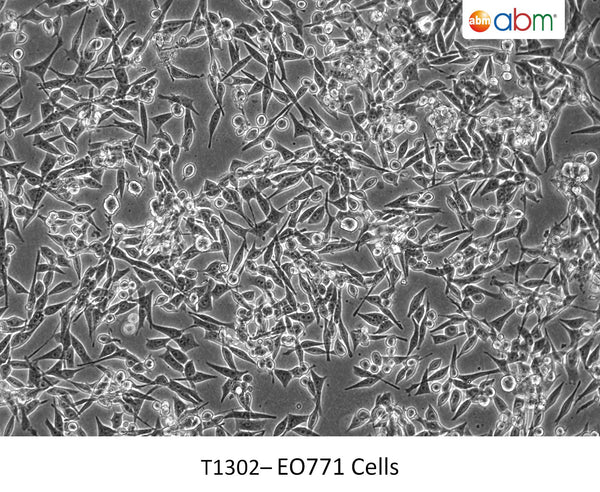 EO771 Cells | Applied Biological Materials (abm)