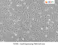 Cas9 Expressing TM4 Cell Line | Applied Biological Materials (abm)