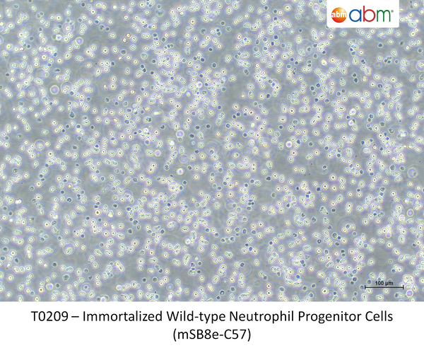 Immortalized Wild-type Neutrophil Progenitor Cells (mSB8e-C57) – Figure 1 of 1