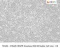 IFNAR CRISPR Knockout MC38 Stable Cell Line - C8 | Applied Biological Materials (abm)