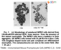 Immortalized Mouse Promyelocyte Cells (MPRO C.2) - SV40 | Applied Biological Materials (abm)