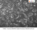 Human GRASP55 Stable Knockout HEK293 Cell Line | Applied Biological Materials (abm)