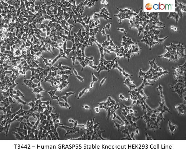 Human GRASP55 Stable Knockout HEK293 Cell Line | Applied Biological Materials (abm)