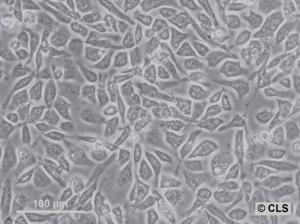 TE-671 cell